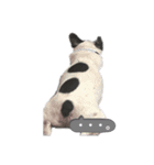 もんちゃん フレンチブルドック（個別スタンプ：7）
