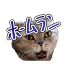 猫と野球観戦（個別スタンプ：1）