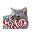 猫と野球観戦（個別スタンプ：2）