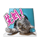 猫と野球観戦（個別スタンプ：4）