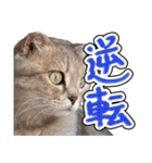 猫と野球観戦（個別スタンプ：5）