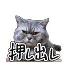 猫と野球観戦（個別スタンプ：6）