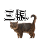猫と野球観戦（個別スタンプ：8）