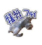 猫と野球観戦（個別スタンプ：9）