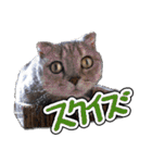 猫と野球観戦（個別スタンプ：10）