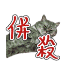猫と野球観戦（個別スタンプ：11）