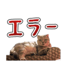 猫と野球観戦（個別スタンプ：12）