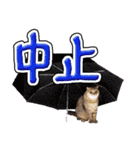 猫と野球観戦（個別スタンプ：13）