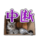 猫と野球観戦（個別スタンプ：14）