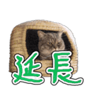猫と野球観戦（個別スタンプ：15）