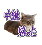 猫と野球観戦（個別スタンプ：16）