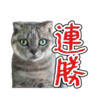 猫と野球観戦（個別スタンプ：19）