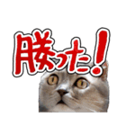 猫と野球観戦（個別スタンプ：20）