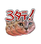 猫と野球観戦（個別スタンプ：21）