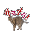 猫と野球観戦（個別スタンプ：22）