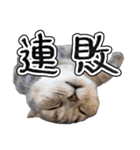 猫と野球観戦（個別スタンプ：23）