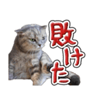 猫と野球観戦（個別スタンプ：24）