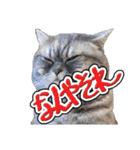 猫と野球観戦（個別スタンプ：25）