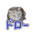 猫と野球観戦（個別スタンプ：26）