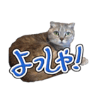 猫と野球観戦（個別スタンプ：27）