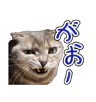 猫と野球観戦（個別スタンプ：28）