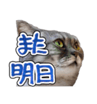 猫と野球観戦（個別スタンプ：29）