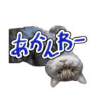 猫と野球観戦（個別スタンプ：30）
