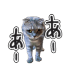 猫と野球観戦（個別スタンプ：31）