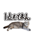 猫と野球観戦（個別スタンプ：32）