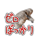 猫と野球観戦（個別スタンプ：33）