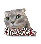猫と野球観戦（個別スタンプ：34）