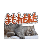 猫と野球観戦（個別スタンプ：35）