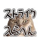 猫と野球観戦（個別スタンプ：36）