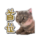 猫と野球観戦（個別スタンプ：37）