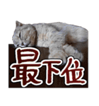 猫と野球観戦（個別スタンプ：38）