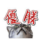 猫と野球観戦（個別スタンプ：40）