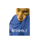 けーぴーLIFE（個別スタンプ：12）