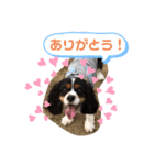 サブスタンプ3（個別スタンプ：4）