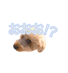 ルカのスタンプです（個別スタンプ：19）