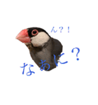 毎日文鳥りんちゃん①（個別スタンプ：2）