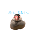毎日文鳥りんちゃん①（個別スタンプ：3）