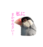 毎日文鳥りんちゃん①（個別スタンプ：7）