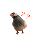 毎日文鳥りんちゃん①（個別スタンプ：8）