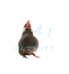 毎日文鳥りんちゃん①（個別スタンプ：9）