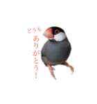 毎日文鳥りんちゃん①（個別スタンプ：11）