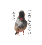 毎日文鳥りんちゃん①（個別スタンプ：14）