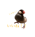 毎日文鳥りんちゃん①（個別スタンプ：15）