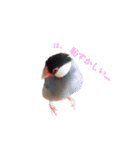 毎日文鳥りんちゃん①（個別スタンプ：16）