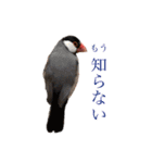 毎日文鳥りんちゃん①（個別スタンプ：17）