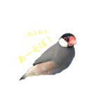 毎日文鳥りんちゃん①（個別スタンプ：18）